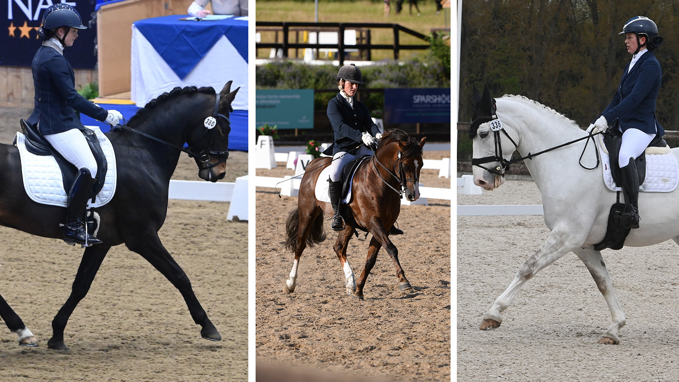 non-warmbloods winter dressage championships