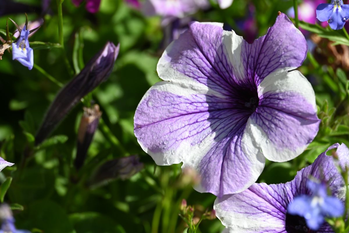 Nikon Z DX 50-250mm f/4.5-6.3 VR example shot