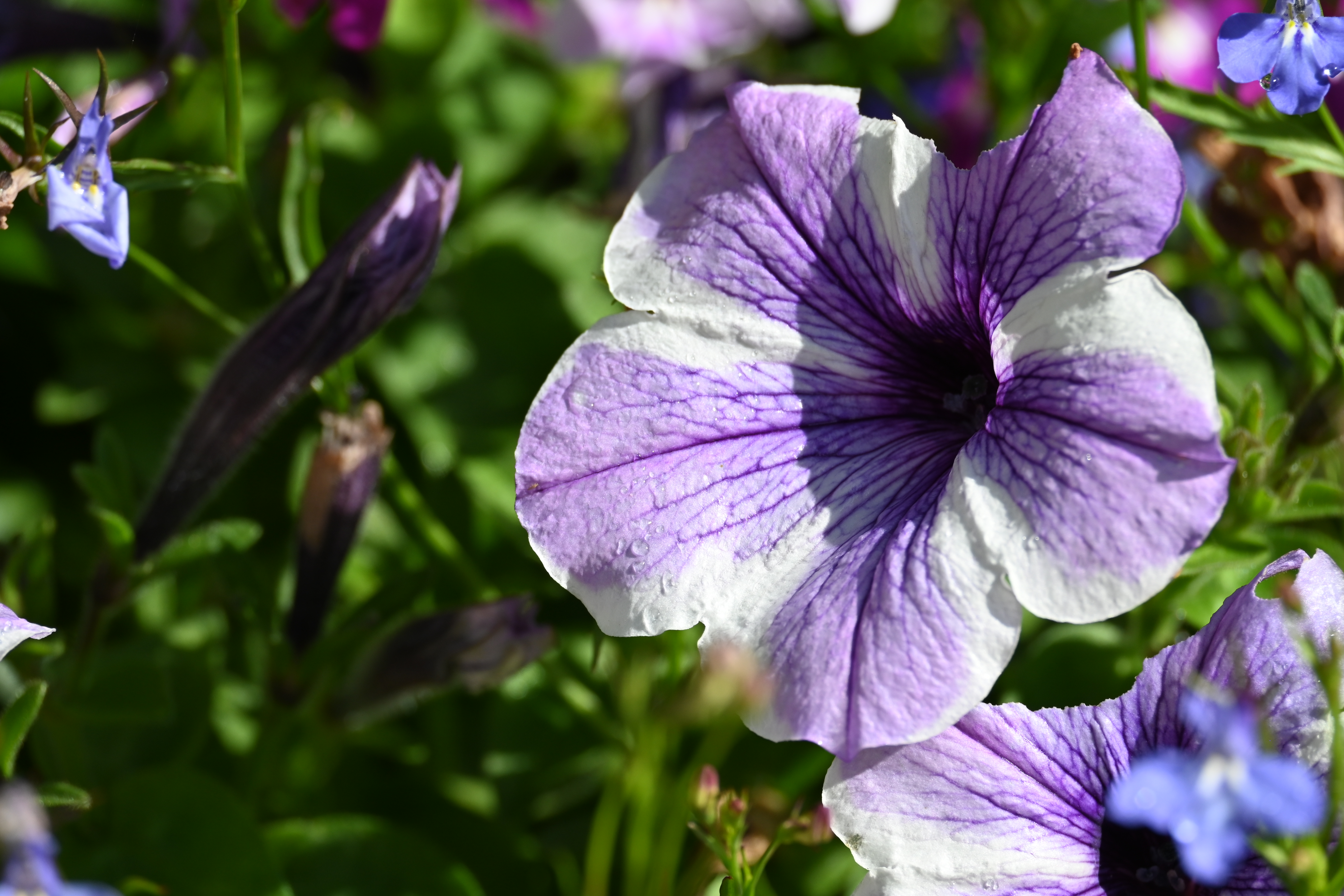 Nikon Z DX 50-250mm f/4.5-6.3 VR example shot