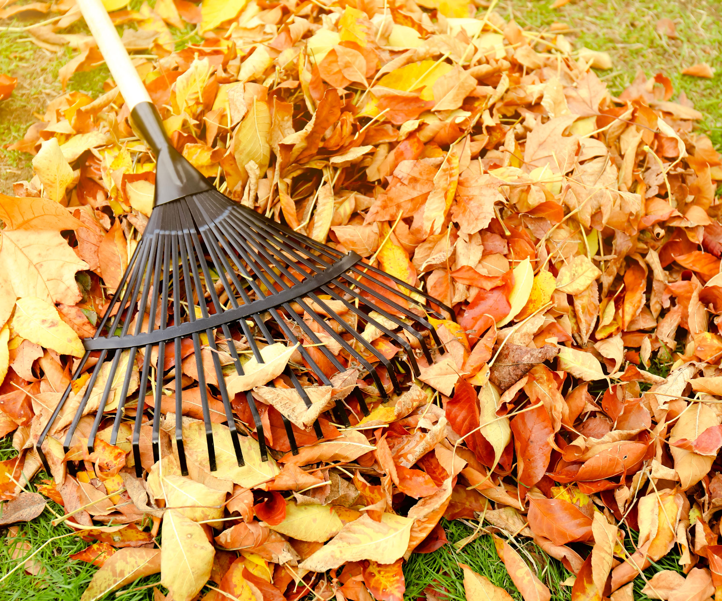 rake lying on large pile of autumn leaves