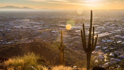 Cactus in the hills above Phoenix Arizona