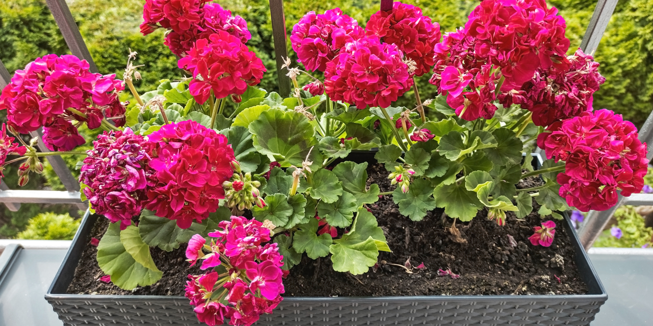 Pink geraniums in grey planter on balcony