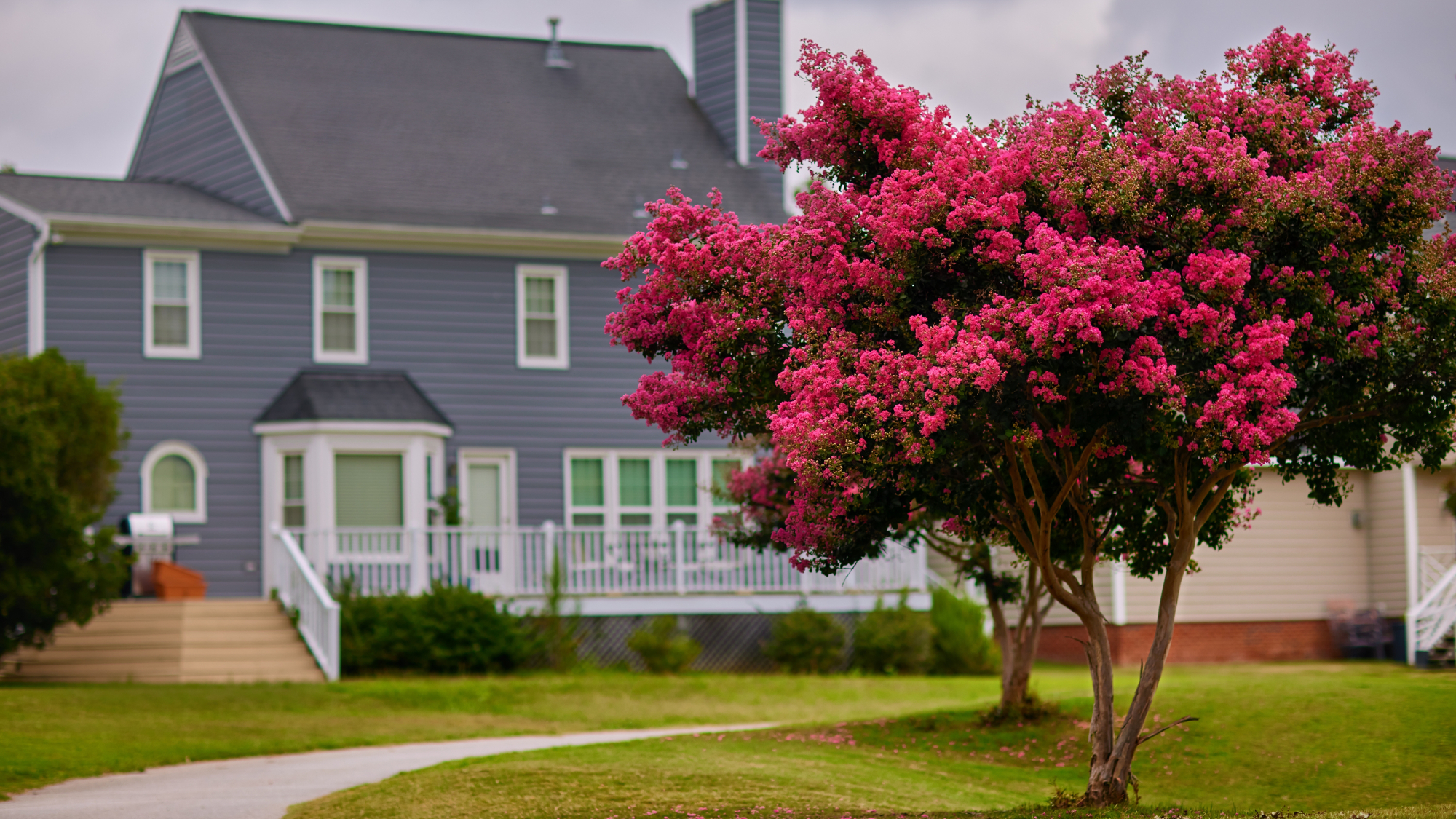 Flowering crepe murtle tree in front of a house