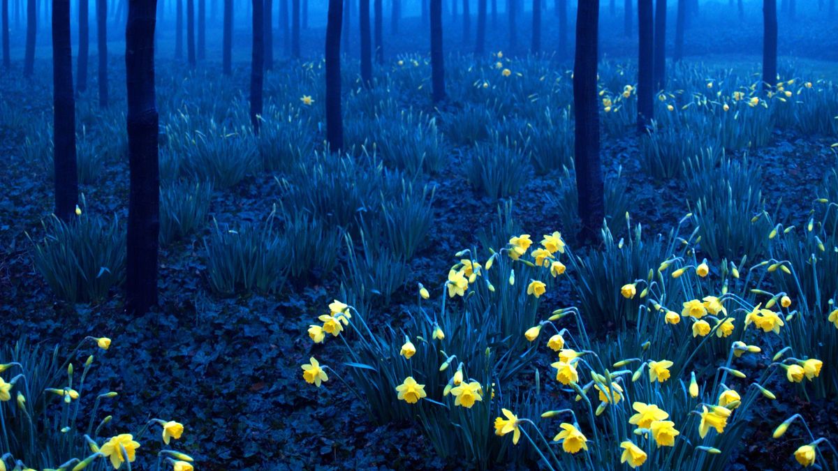 Stock image of daffodils in woodland at night