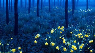 Stock image of daffodils in woodland at night