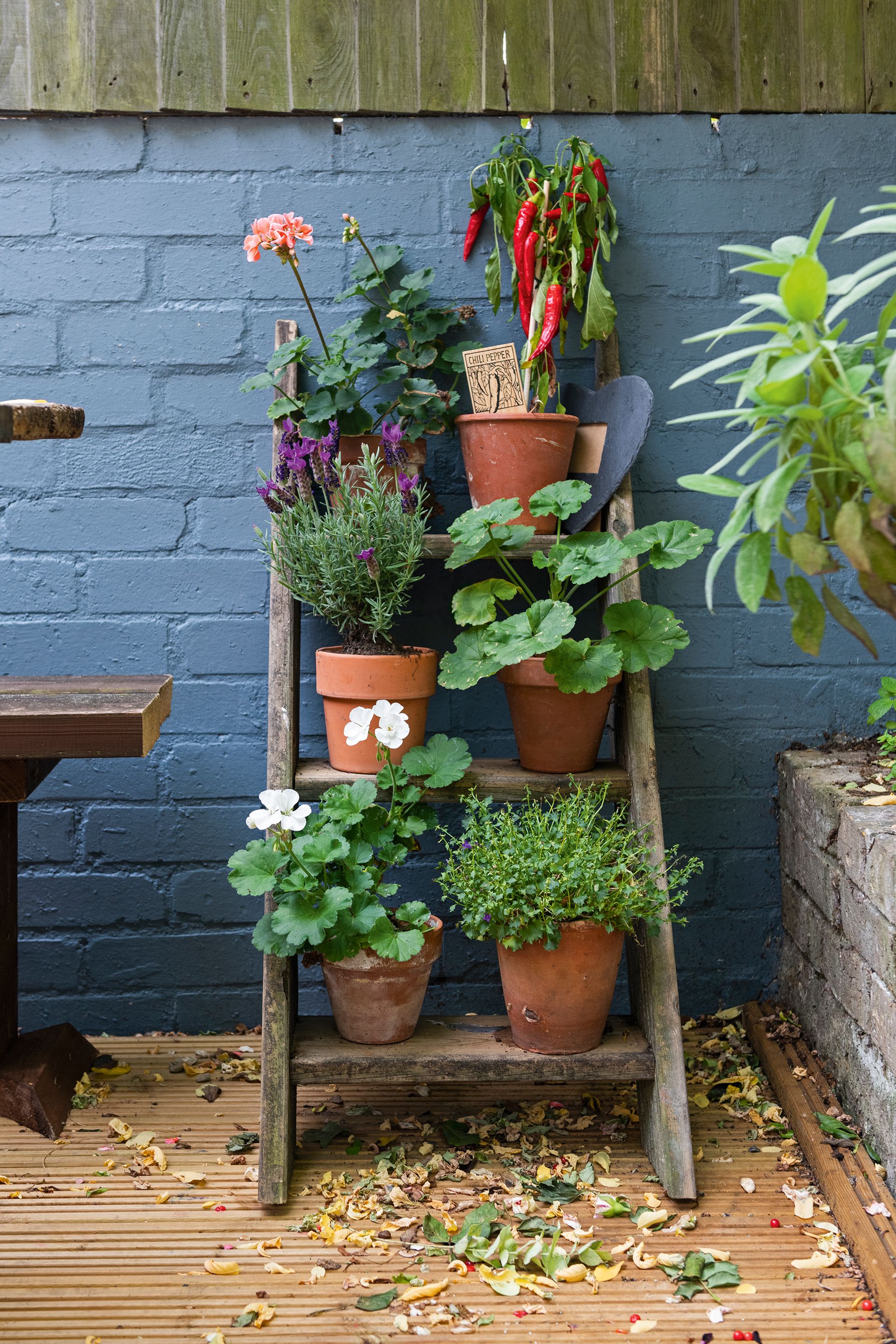 Make a mixed plant display with veg, herbs and flowers