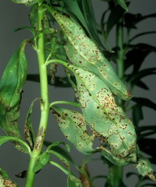 Rust disease on the leaves of a snapdragon