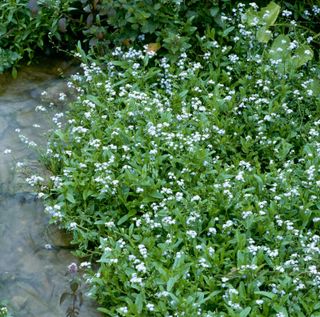 best pond plants: Water forget-me-not