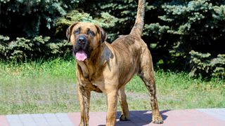 a panting presa canario stands in a sunny yard