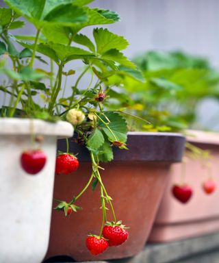 Container grown strawberries