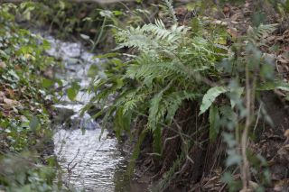 Stream in Dan Pearson's garden