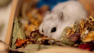 Hamster eating dried flowers