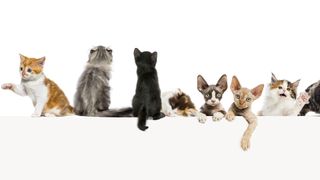 line-up of cats