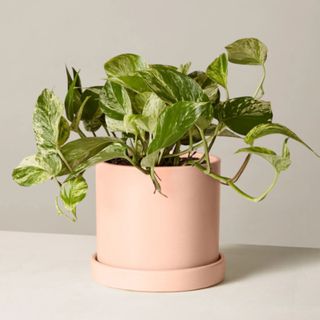 Pothos marble queen in a pink pot on a white background