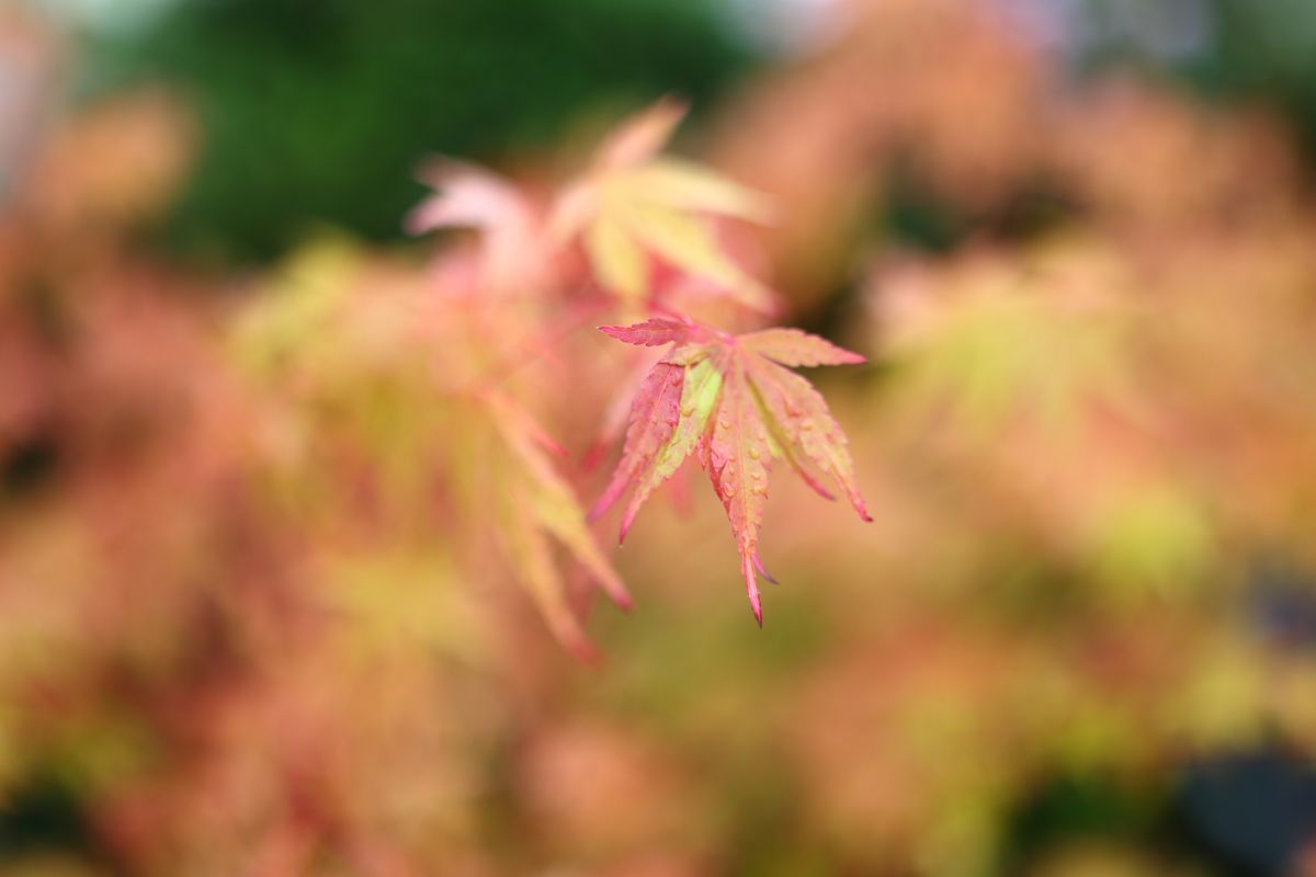 Canon RF 35mm F1.4L VCM