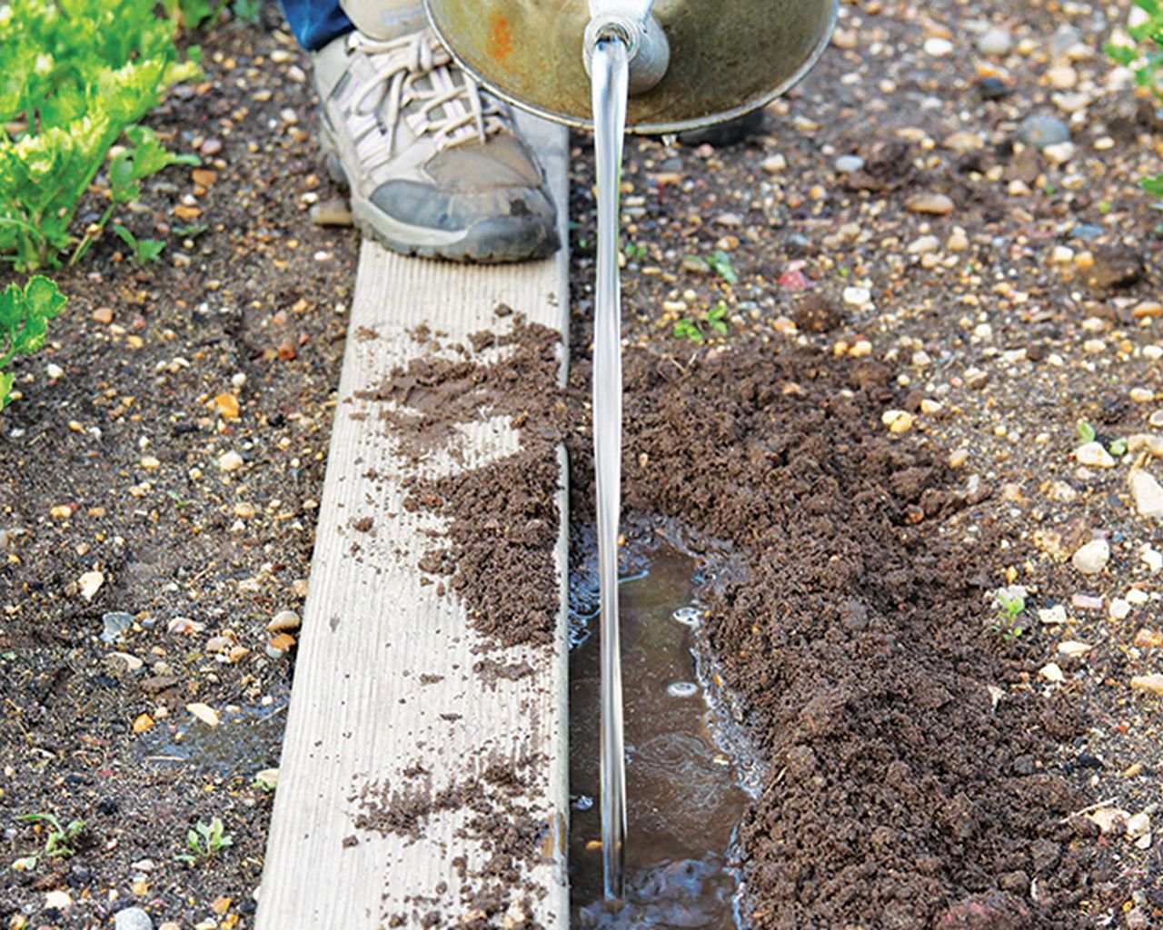 Home Advice Vegetables to plant in August: top 10 crops to sow and grow for months of easy harvests 14 making a drill in the soil