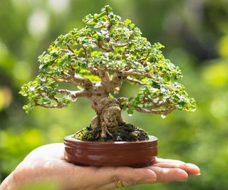 bonsai tree in pot presented as a gift