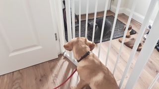 Cat and dog meeting through baby gate