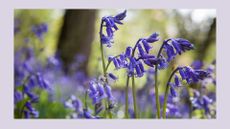 shot of native bluebells in a woodland