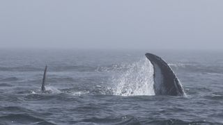 One of the humpback's tries to slap its flipper at a nearby orca.