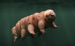 A new species of tardigrade (not shown here) was discovered in a parking lot in Japan.