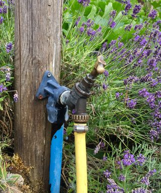 garden tap with hose attached to it