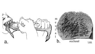 a. A right-handed Homo habilis would have pulled at the meat with the left hand and cut with the right. b. A stereomicroscopic composite of the cast of one of the teeth used in the analysis.