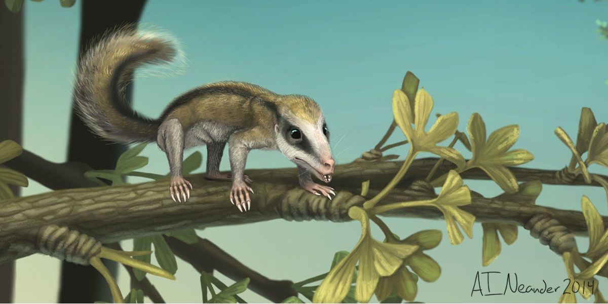 An artist&#039;s rendition of Agilodocodon scansorius.