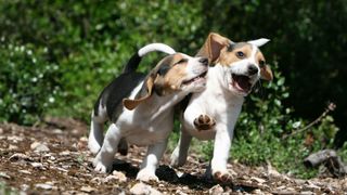 Two beagle puppies playing