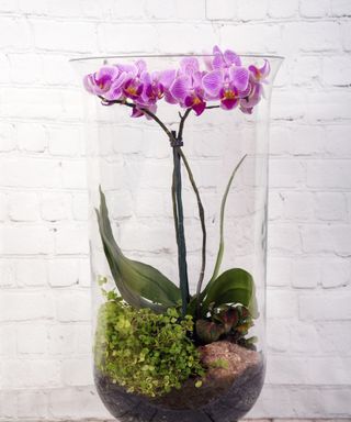 Orchid growing in a long, tall glass terrarium
