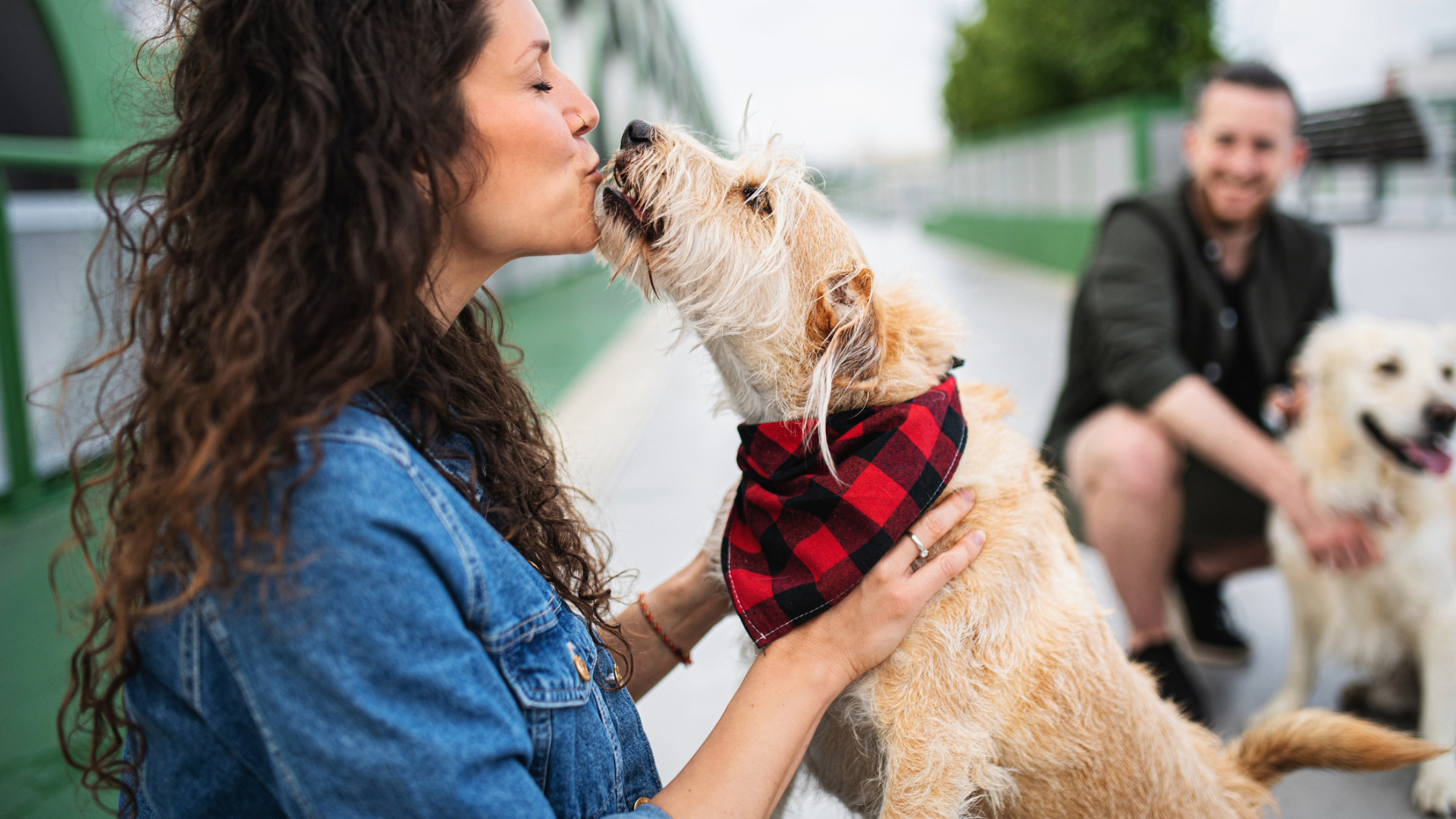 scruffy dog jumps on woman and licks her face