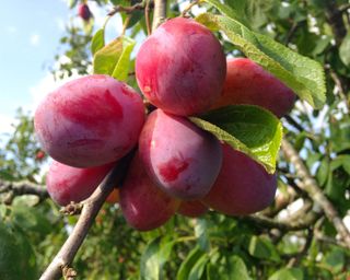 Victoria plums