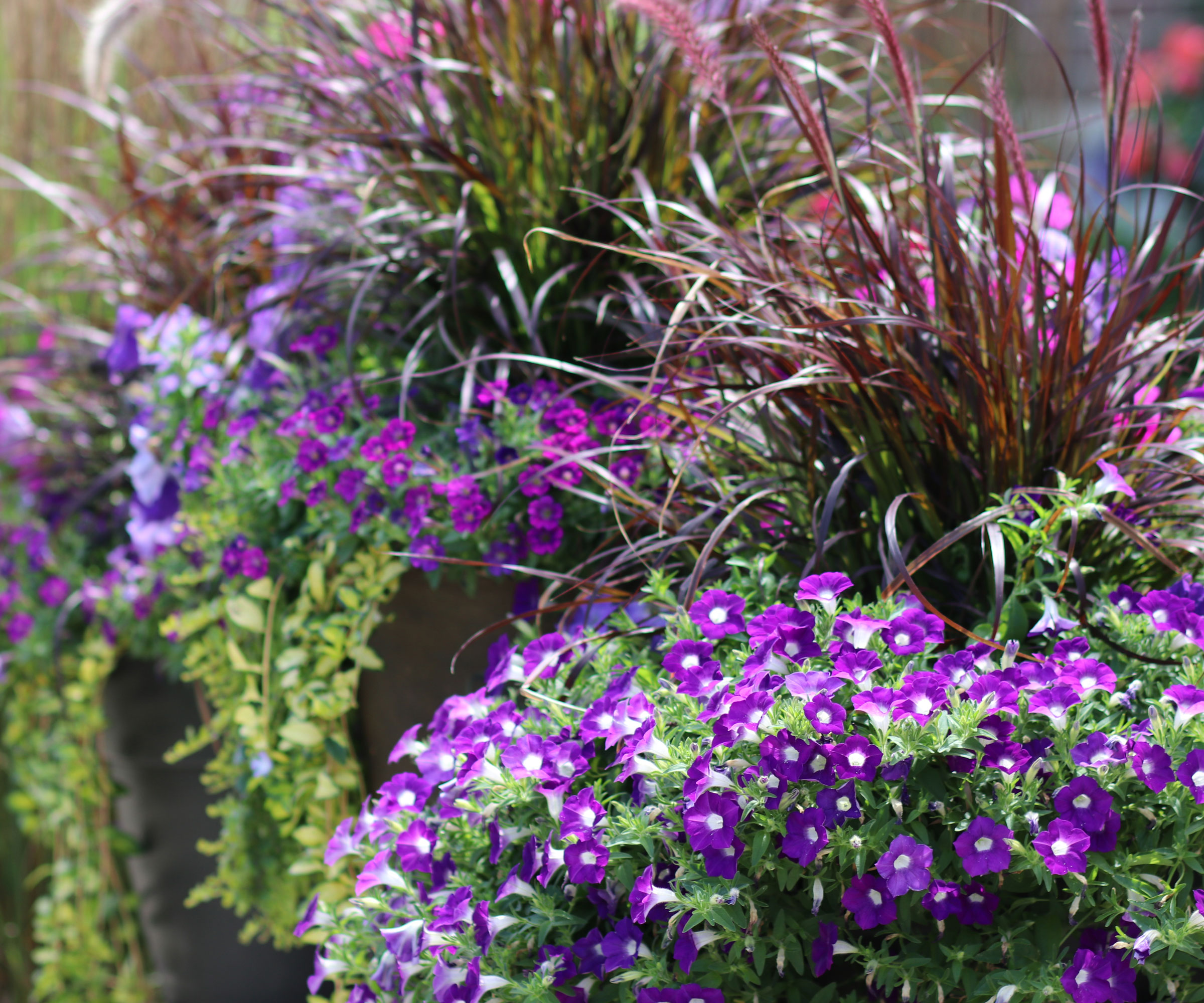 purple plants in monochromatic thriller filler spiller container display