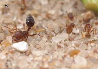 crazy ant and fire ant