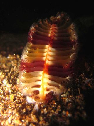 Virgularia Sea Pen Coral Anatomy