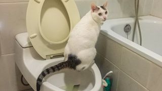 A white cat sat on a toilet looking at the camera over his shoulder