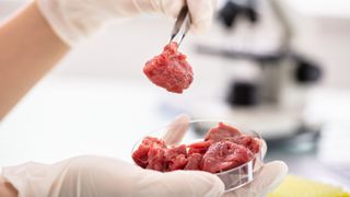 Scientist using tweezers to examine lab-grown meat in petri dish