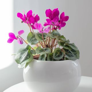 Pink flowering cyclamen houseplant in white pot