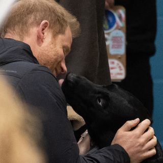 Prince Harry pets a dog at the Invictus Games 2025