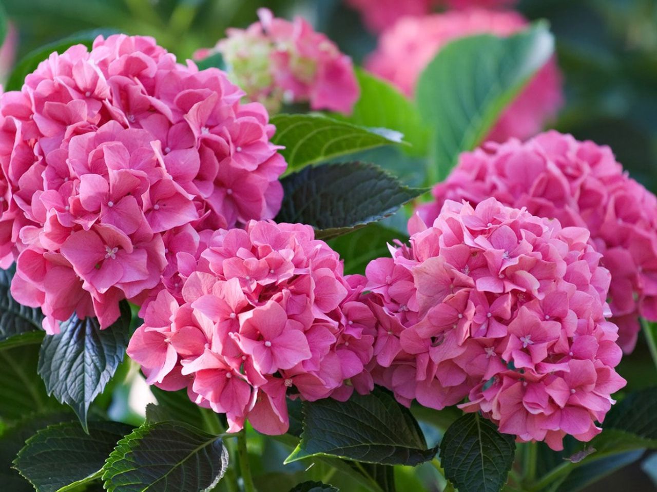 Using Hydrangea Fertilizer - When and How To Fertilize Hydrangea ...