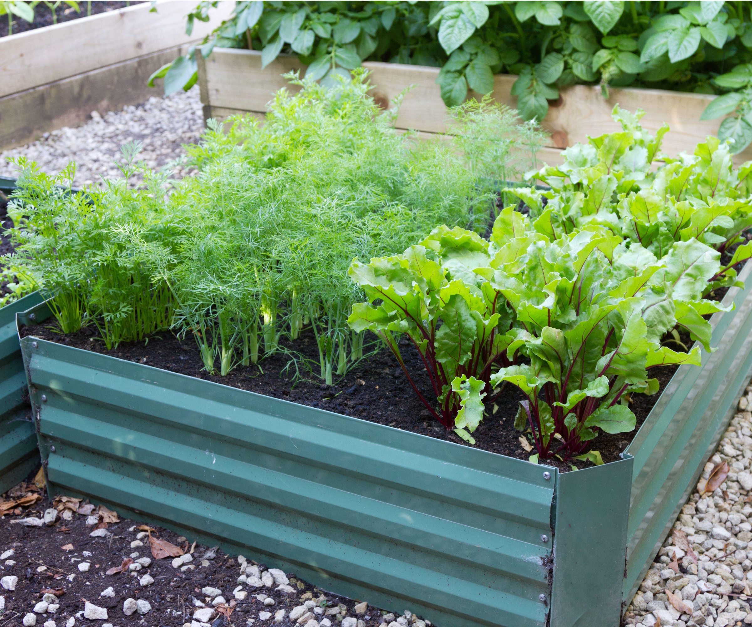 Green metal raised garden bed