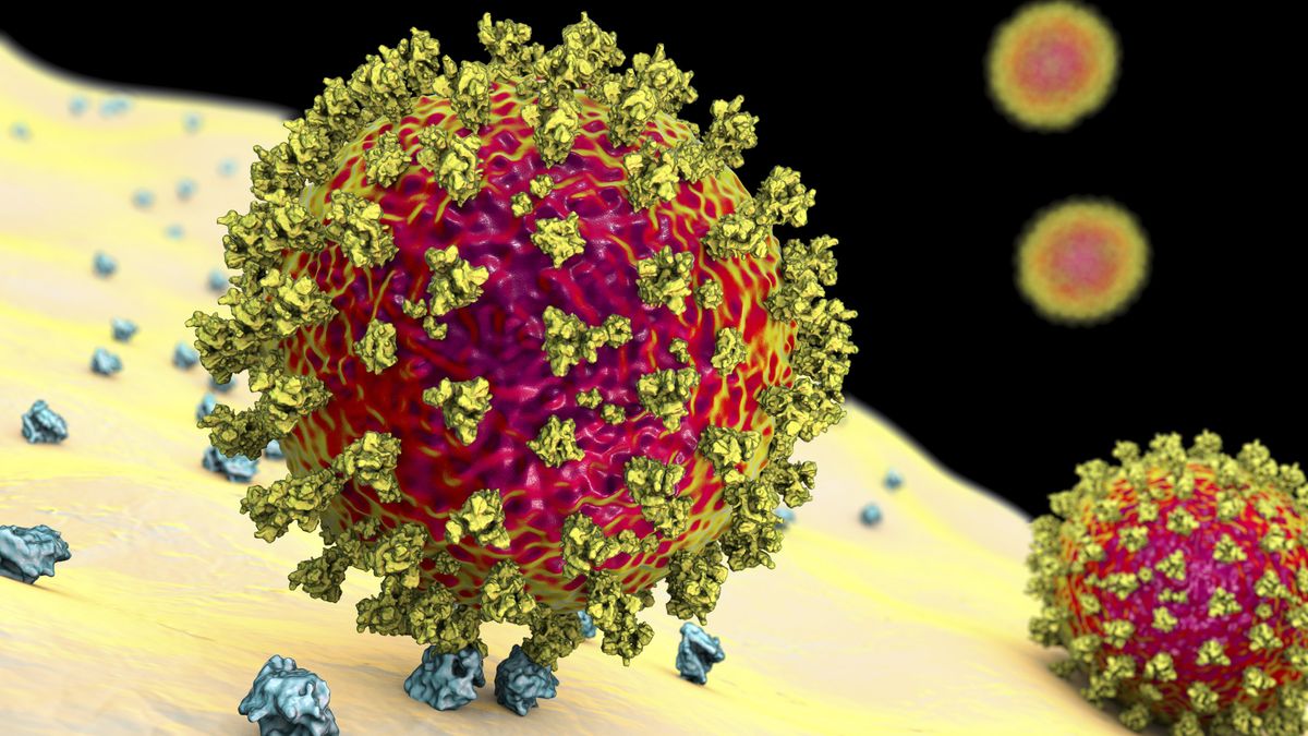 A coronavirus particle binds to a human cell.