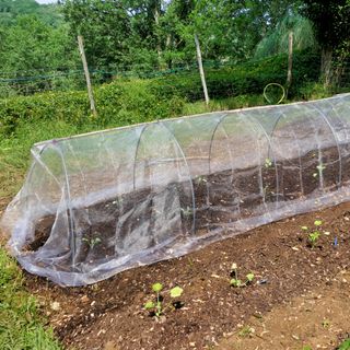 Homemade cloche tunnel with wire hoops and netting on plot in garden