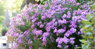 Purple aster flowers