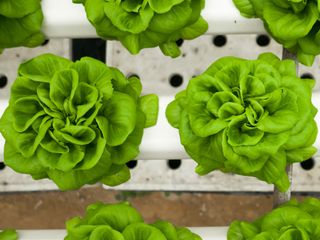 hydroponic lettuce plants
