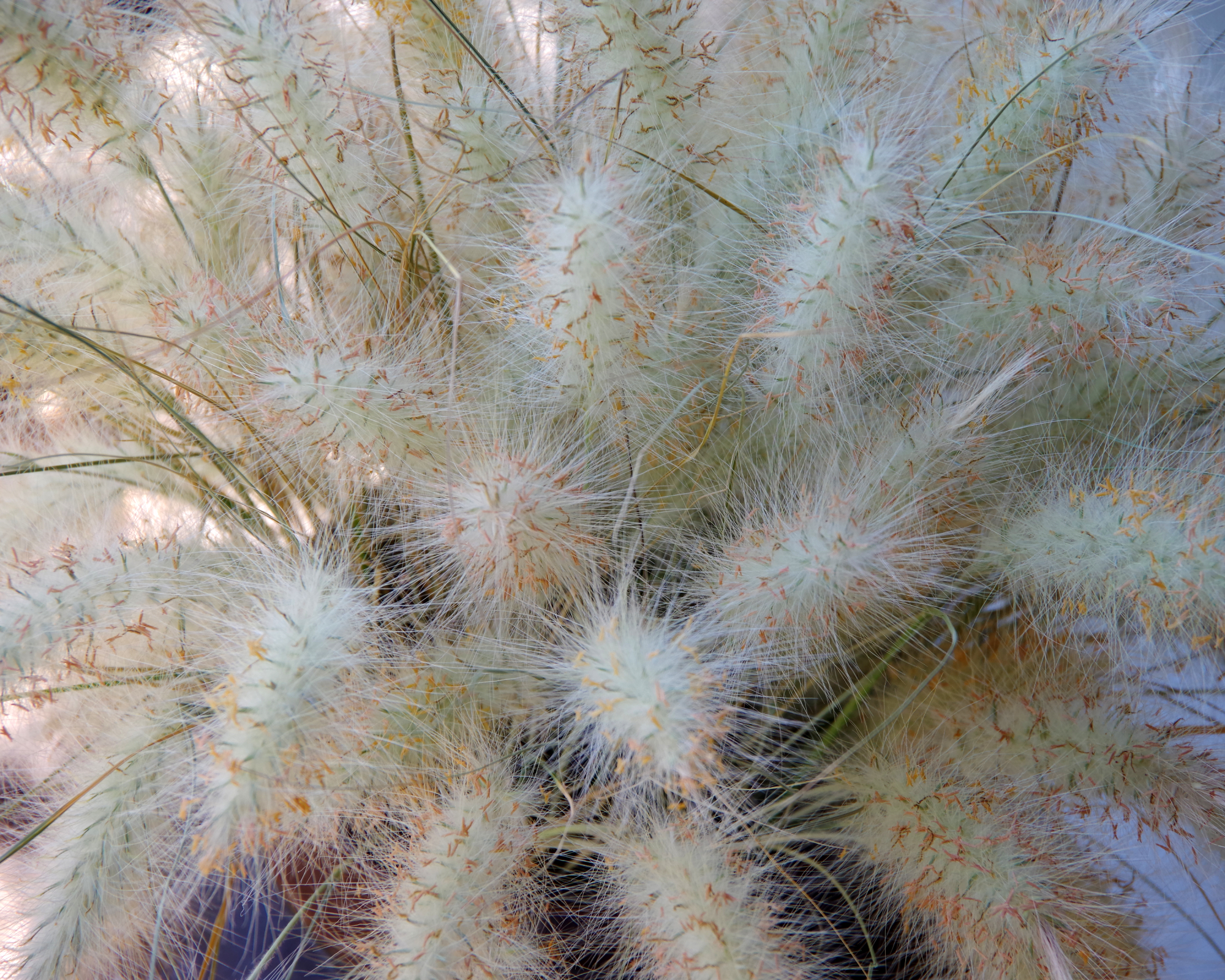 Full frame close-up view of decorative Muhlenbergia Capillaris White Cloud Muhly Grass panicles