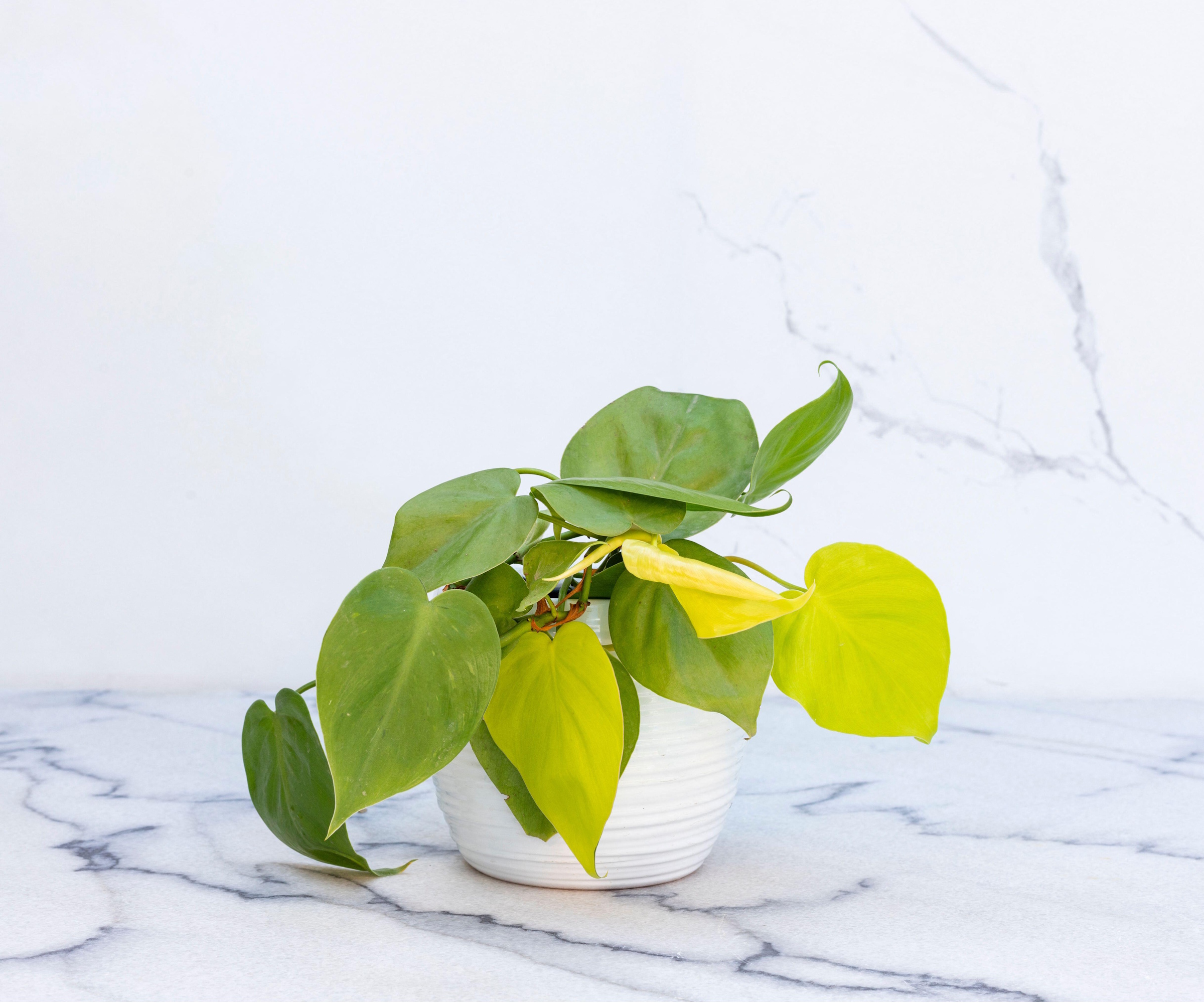Heartleaf philodendron in white pot on marble background