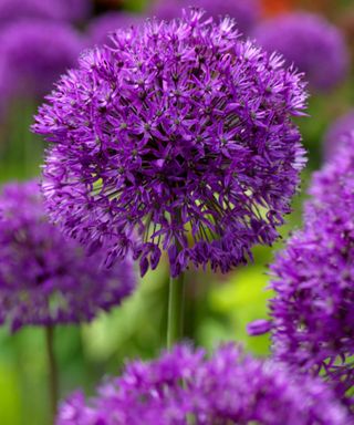 A closeup of Purple Sensation allium flowers