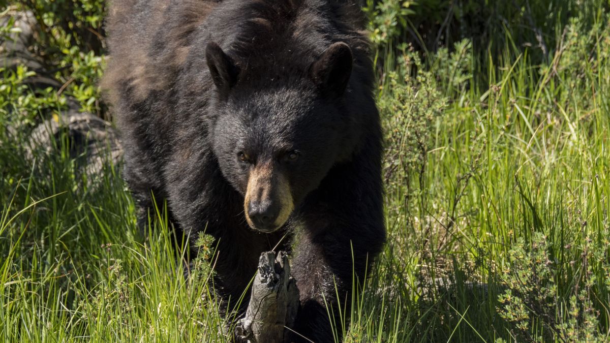 Black bear walking in grassland