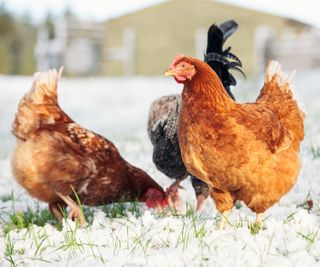 three chickens pecking at snow covered ground